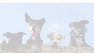 Petsglobalservice.com Shipping Scam Review|